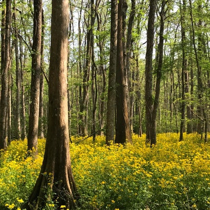 Photo of Ball community